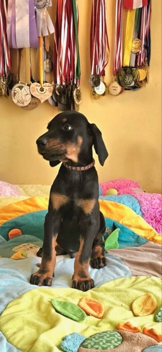 Dobermany rodowodowe FCI