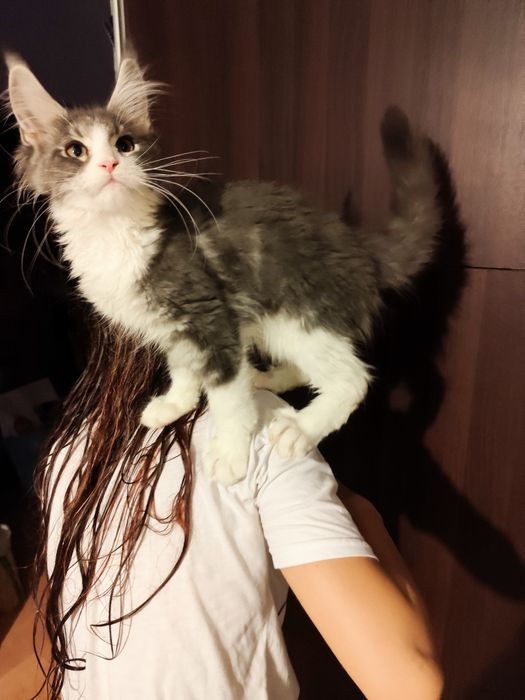 Kocur Nugat Maine coon FPL