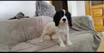 Rodowodowe Szczenięta Cocker Spaniel Angielski z Rodowodem
