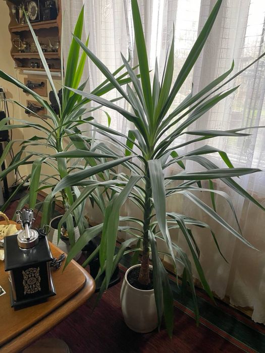 Продам вазон