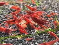 Camaroes Red Fire