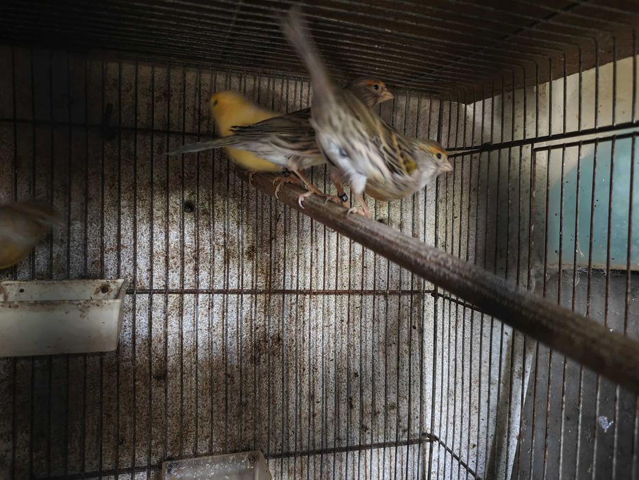 Canários 2025 várias raças!