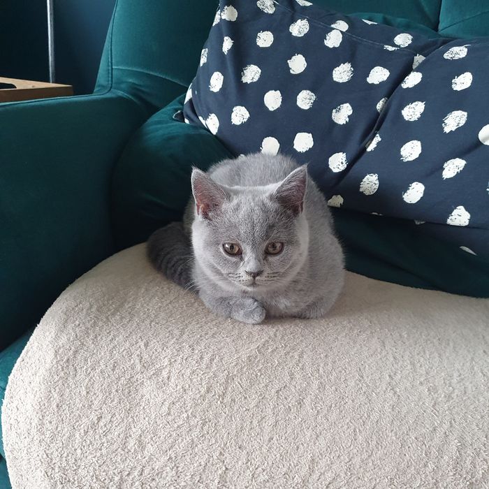 Kotka Brytyjska krótkowłosa