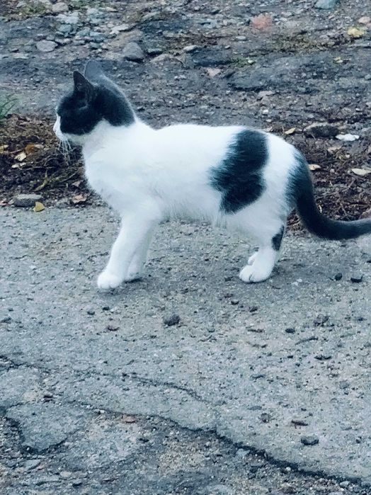 Нежная кошечка в поисках дома