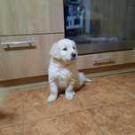 Sprzedam szczeniaka golden retriver pieska