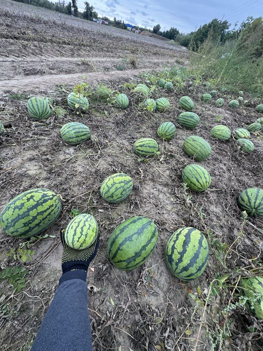 Кавун арбуз опт продаж