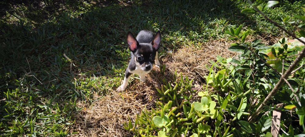 Chihuahua fêmea miniatura pelo curto disponível para entrega imediata