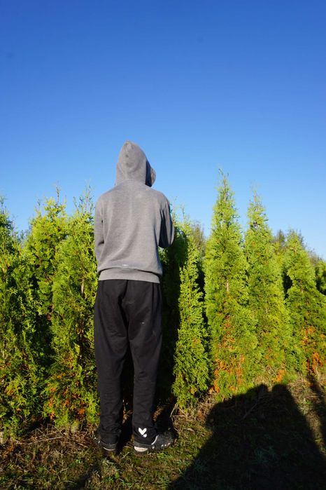 180cm _‼️_ thuja COLUMNA _‼️_ tuja kolumnowa szpalerowa NIE szmaragd