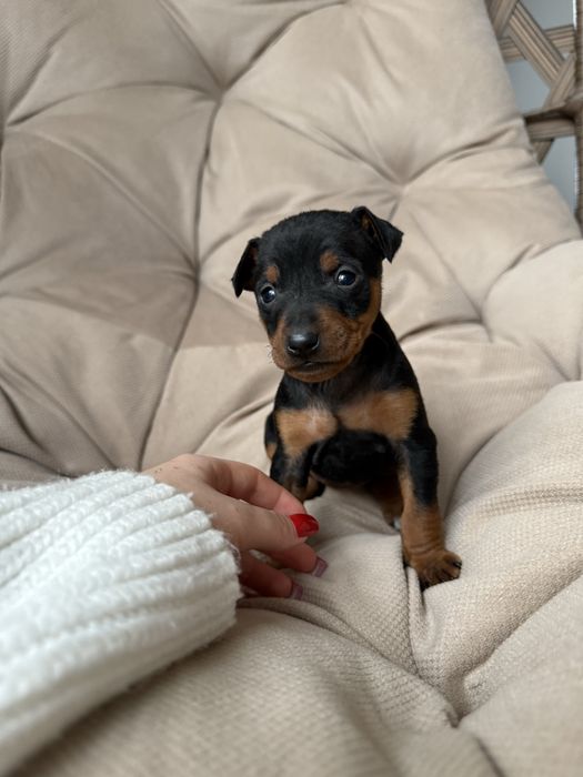 Цуценятка цвергпінчер