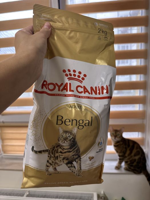 Royal canin для бенгалів