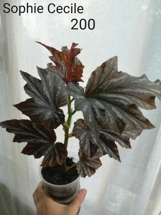 Бегонии, калатеи. Неприхотливые домашние растения