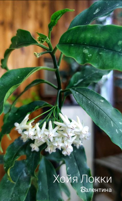 Хойя Локки Hoya Lochii