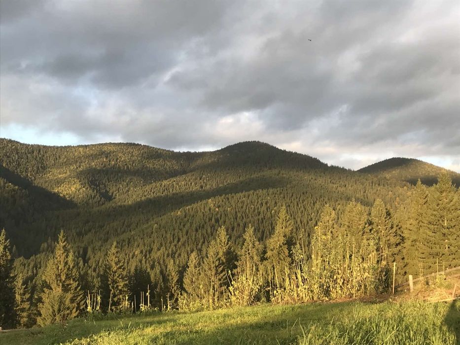 Відпочинок у Карпатах. Котедж "Під лісом".