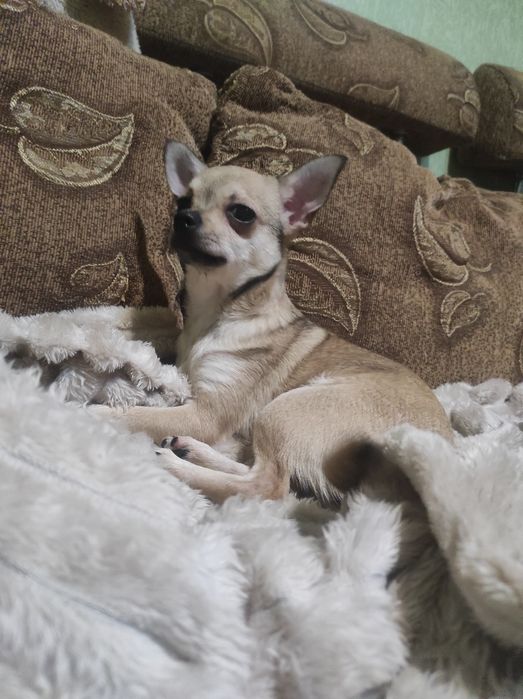 МИЛАШКА чихуашечка!!!