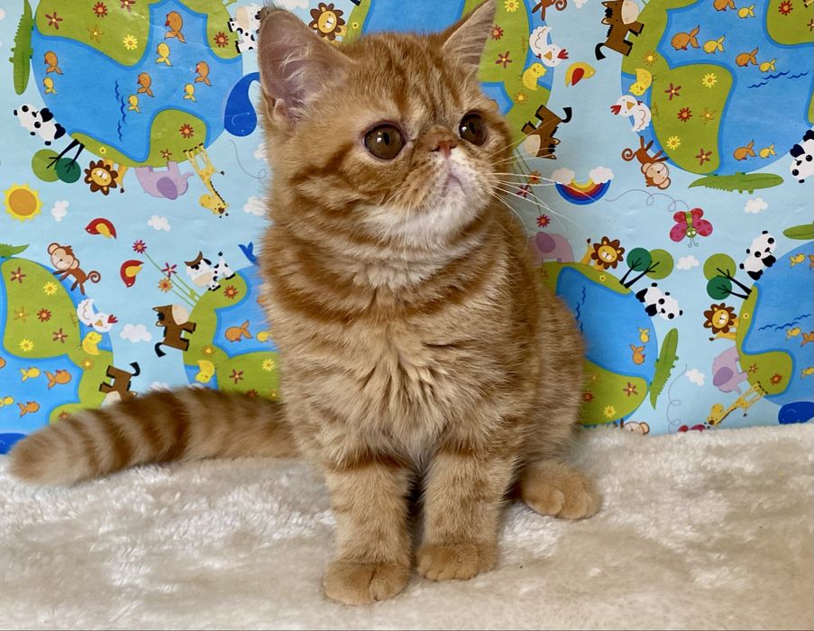 Надзвичайно ласкаві кошенята екстремали