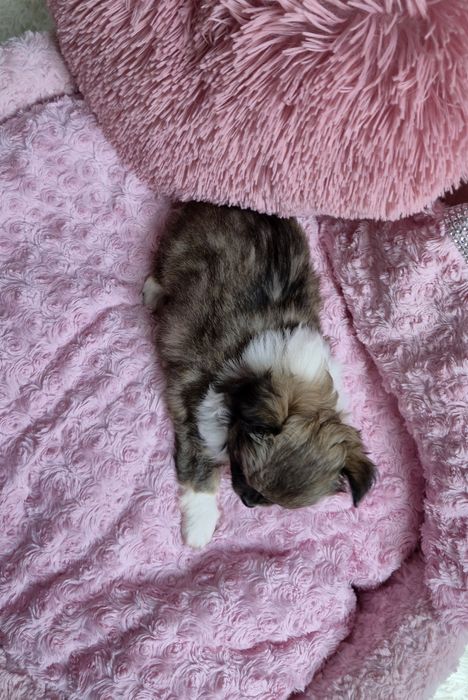 Przesłodka dziewczynka chihuahua długowłosa