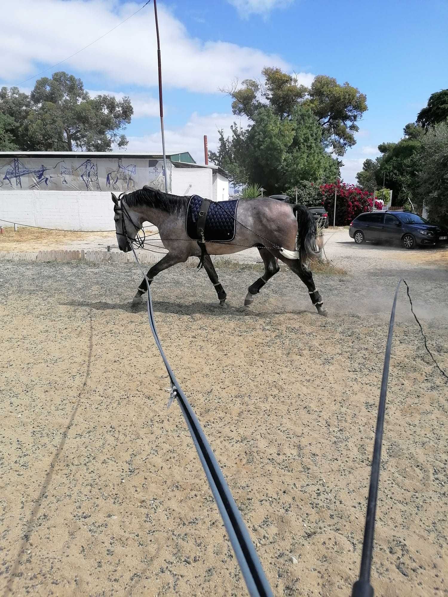 Cavalo Lusitano Para Venda