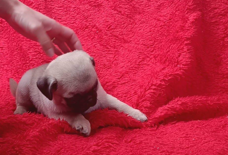 Fêmea Pug carlin
