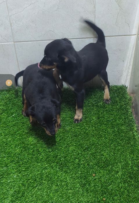 Pinscher com três meses disponível