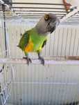 papagaio senegal