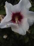 Hibiskus drzewiasty sadzonka