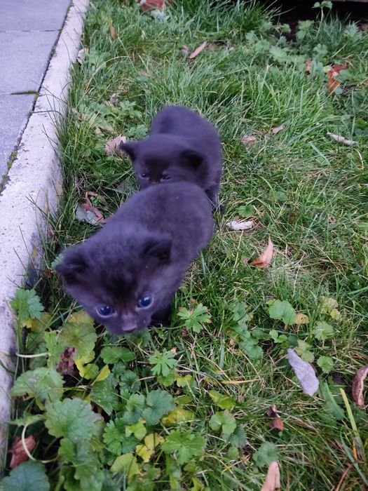 Śliczne kotki do oddania