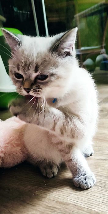 Kocurek Brytyjski (PZF) Staś – przytulas który szuka swojego człowieka