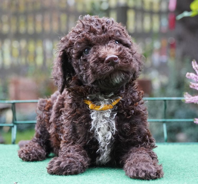 Lagotto Romagnolo brązowy piesek ZKwP/FCI