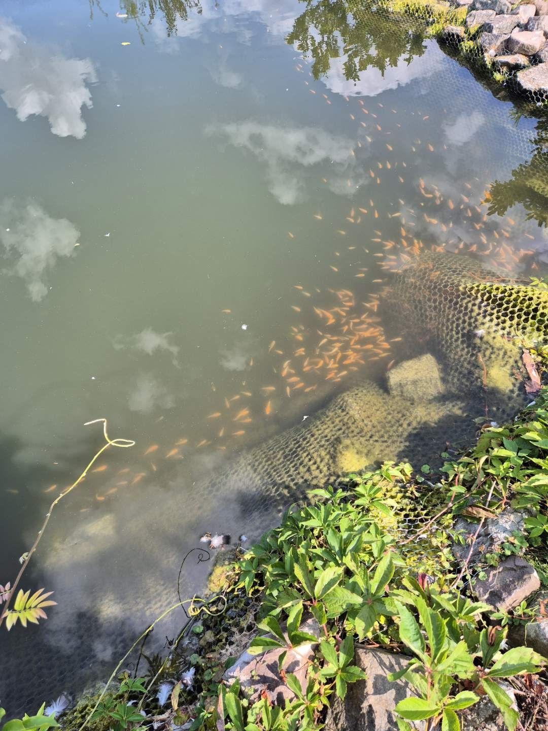 Karp koi lipcówka