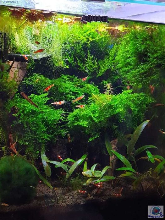 Krewetka Crystal Red - Caridina - nasza hodowla - Sklep AKWAREKS