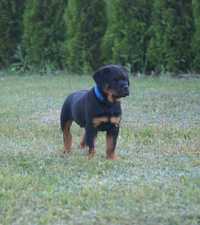 Rottweiler szczenię ZKwP FCI