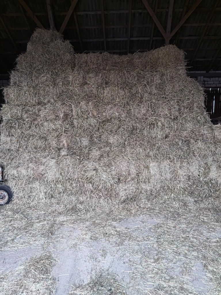 Siano w kostkach, tegoroczne, piękne