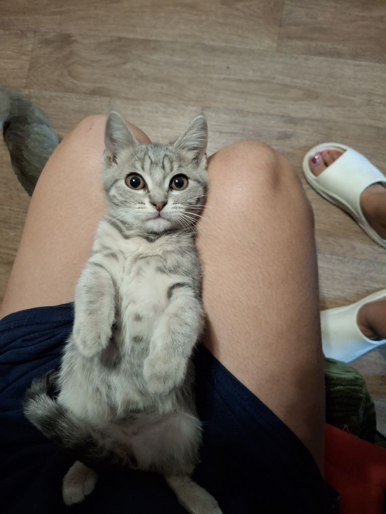 Віддам у добрі руки кошенят