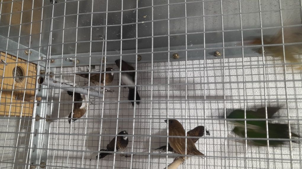 Casais Bengalins do Japão