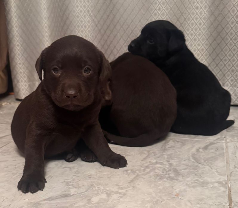 Продам цуценят лабрадора