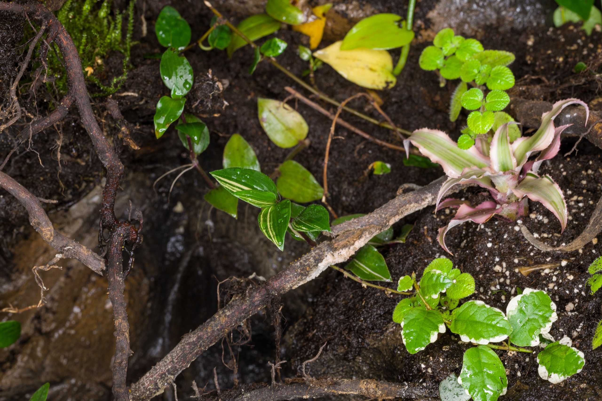 Terrarium tropikalne