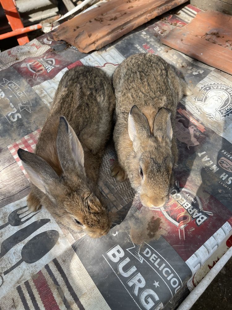 Продам кроликів