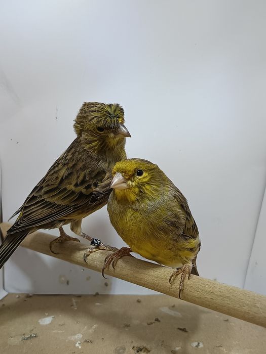 Canários sem raça de 2025