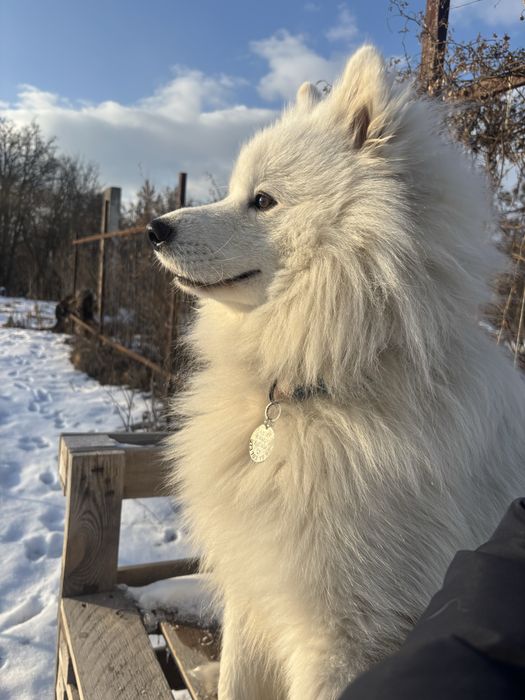 Самоїд вязка, шукаємо дівчинку для стосунків