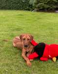 Rhodesian Ridgeback LIKWIDACJA HODOWLI HUGO piesek po Championach