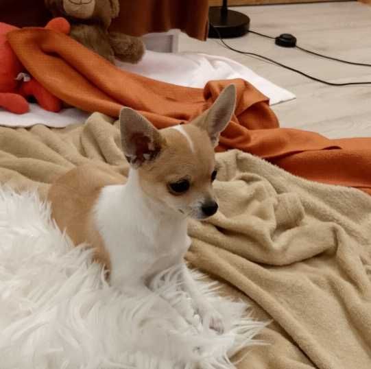 Chihuahua dziewczynka