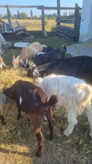 Продаються кози.