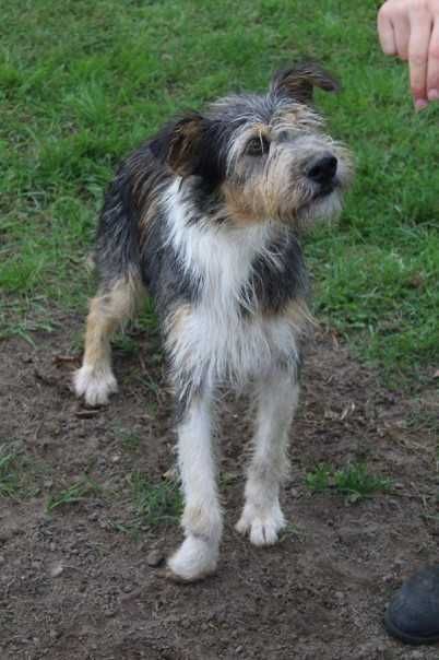 Alfik młody, przyjazny pies w schronisku bez wolontariatu