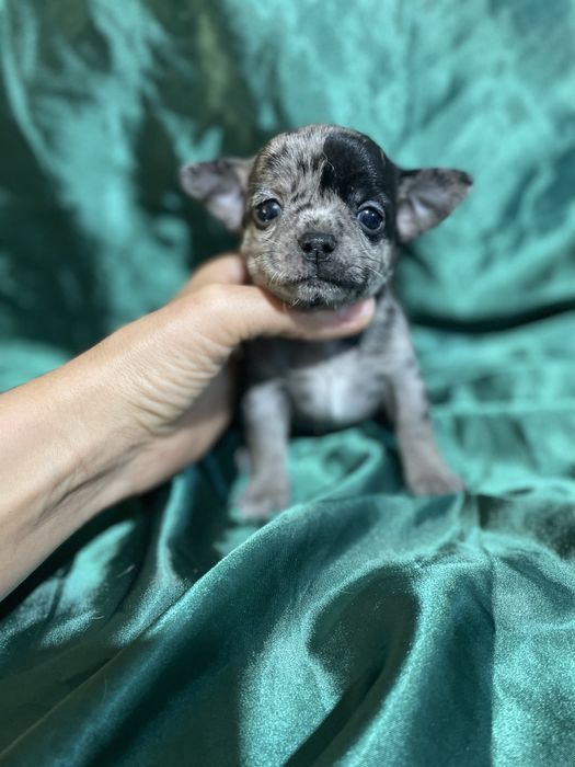 Малыши чихуахуа мерлешки