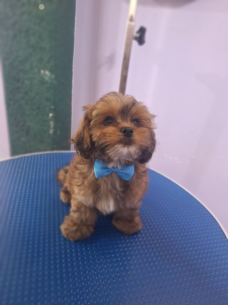 Shihpoo shitzu pudel