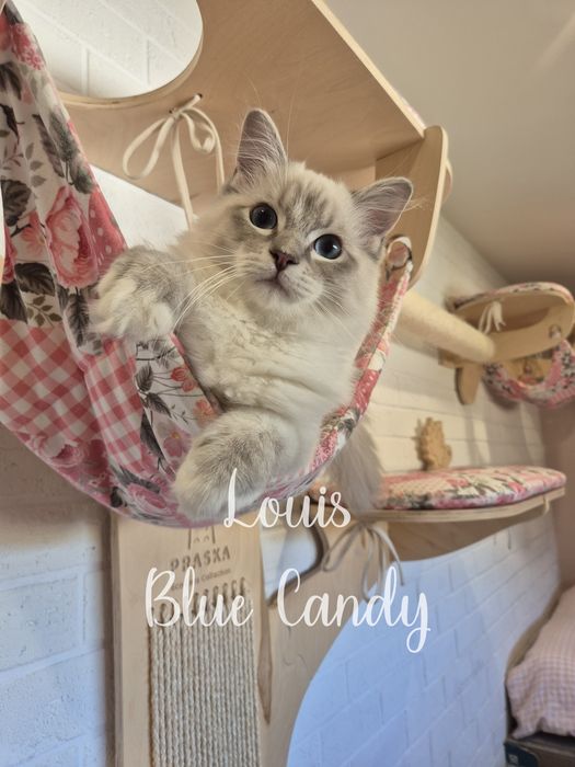 Kot Ragdoll Louis Warszawa FPL Gotowy do odbioru
