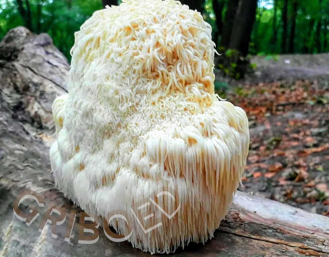 250 грамм - Ежевик гребенчат (мицелий). Здоровый мозг - УСПЕХ В ЖИЗНИ!