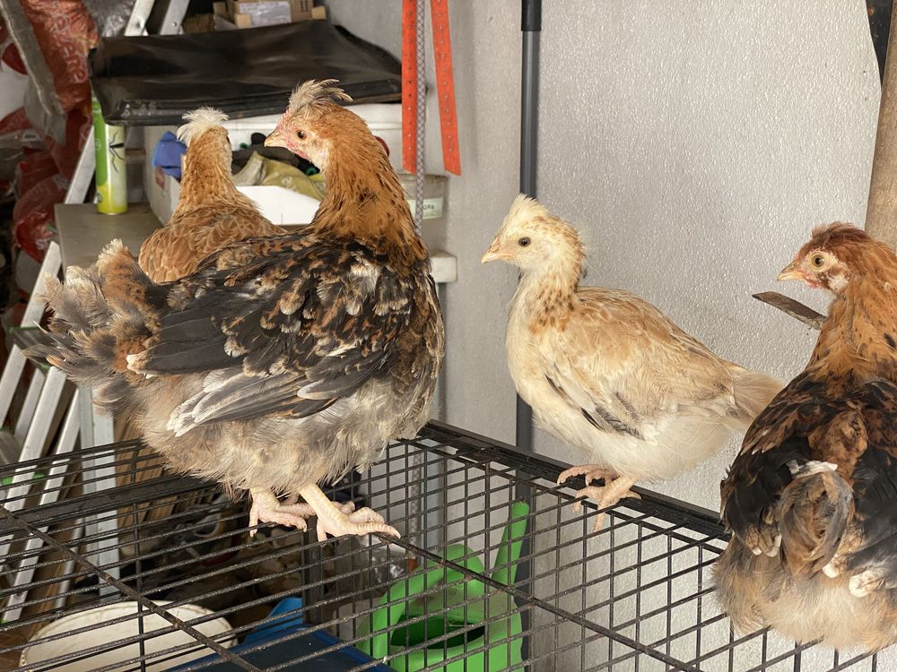 Ffaverolles e sulmtaler . galinhas frangos e pintos