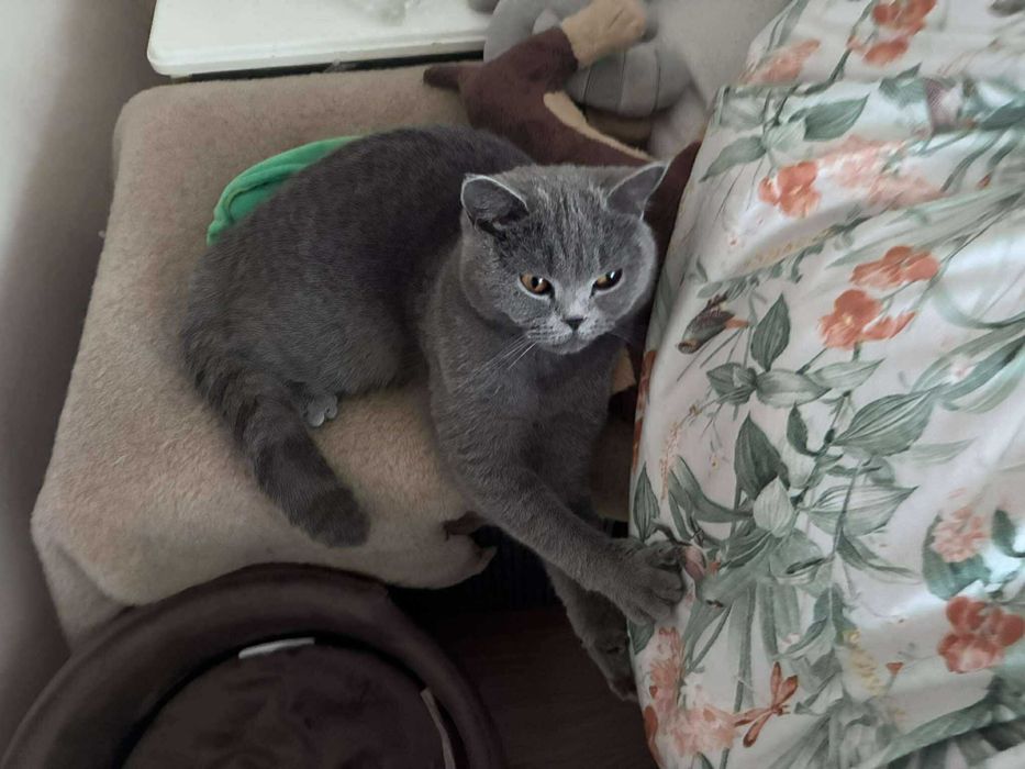 Kotka Brytyjska - sprzedam