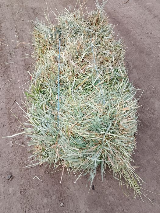 Продам сіно лугове